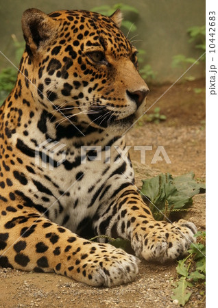 ジャガー8 10442683