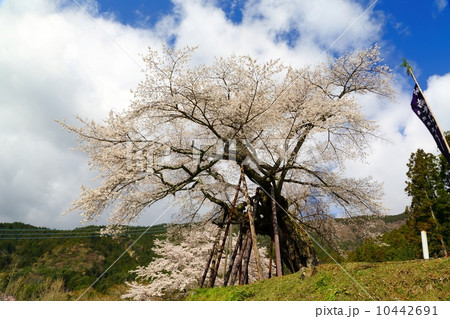 本郷の千年桜 本郷の千年桜 10442691