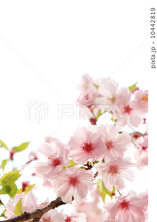 八重紅彼岸 10442819