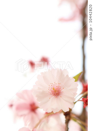 八重紅彼岸 10442820