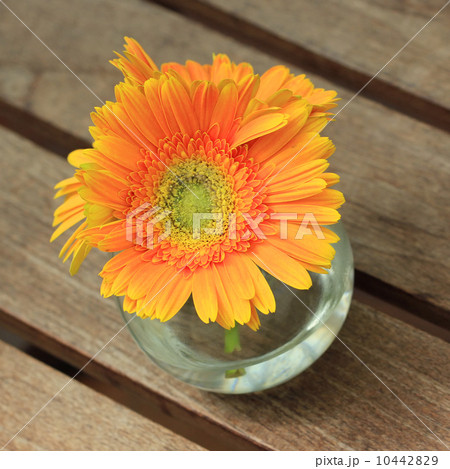 Beautiful gerbera or Barberton daisy 10442829