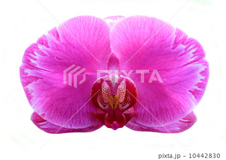 Blooming orchid on white background 10442830