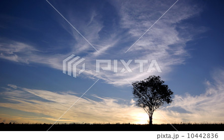 silhouette of lonely tree at sunset 10442836