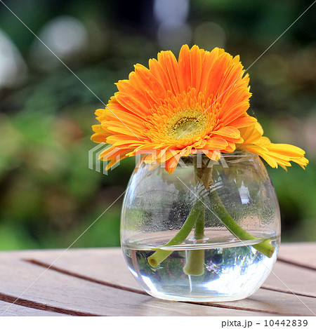 Beautiful gerbera or Barberton daisy 10442839