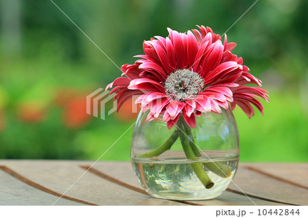 Beautiful gerbera or Barberton daisy 10442844