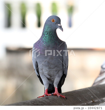 Closeup of pigeon 10442871