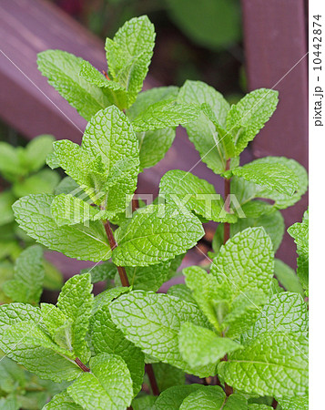 ミント 10442874