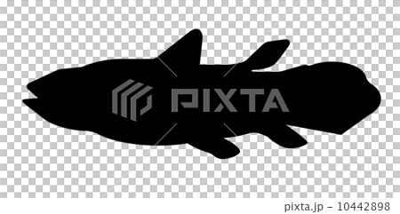 Coelacanth silhouette 10442898