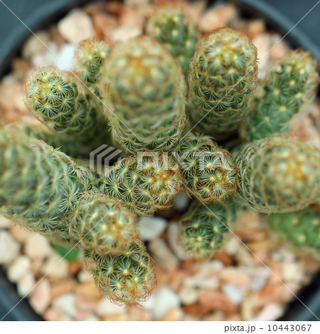 Closeup of beautiful cactus 10443067
