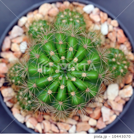 Closeup of beautiful cactus 10443070