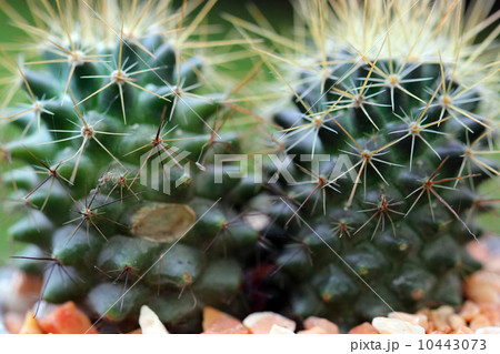 Closeup of beautiful cactus 10443073