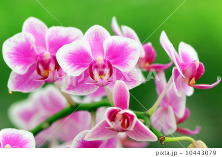 Blooming orchid in garden Blooming orchid in garden 10443079