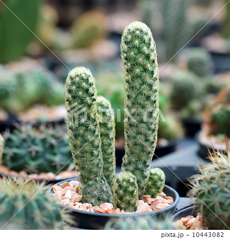 Closeup of beautiful cactus 10443082