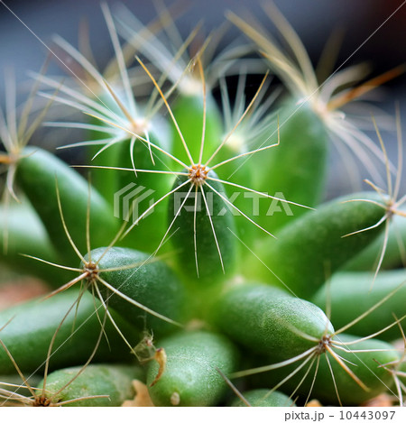 Closeup of beautiful cactus 10443097