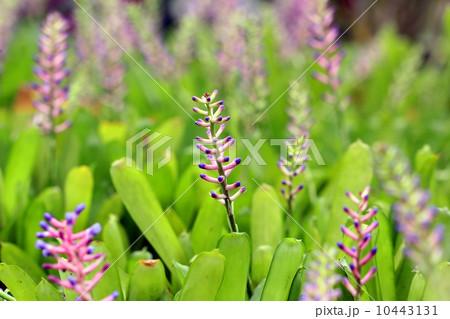Pink blue Aechmea or bromeliad flower 10443131