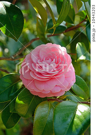 向島百花園・オトメツバキ　ツバキ科 10443203