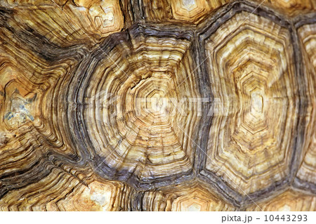 turtle carapace 10443293