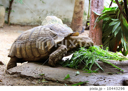 turtle turtle 10443296