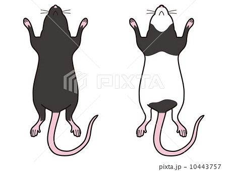 新着マウス 実験 イラスト 無料 ディズニー画像のすべて