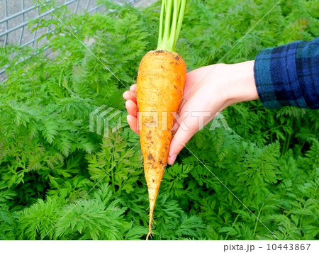 収穫した人参 収穫した人参 10443867