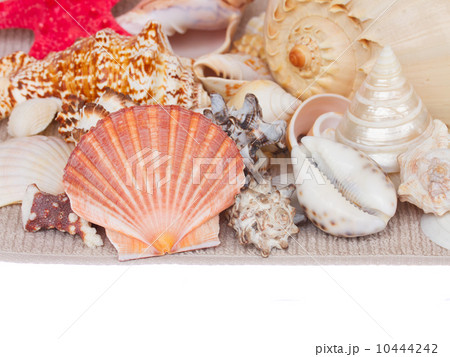 seashells border 10444242