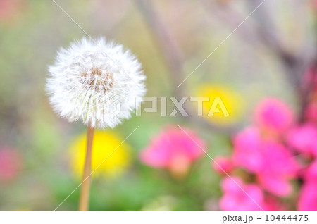 タンポポの穂 10444475