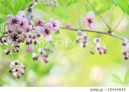 アケビの花 10444643