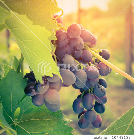 Ripe Grape on vine in sunrise light 10445155