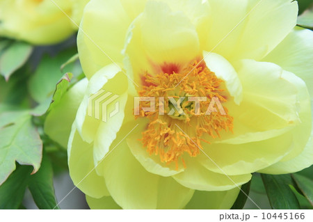ボタン(花王) ボタン(花王) 10445166