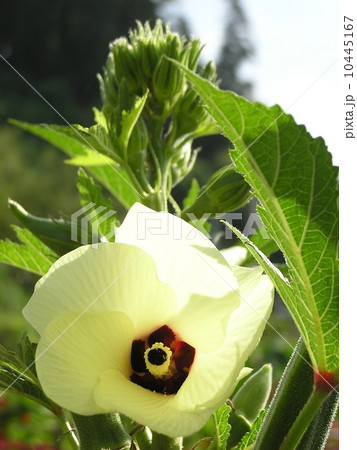 オクラの花 10445167
