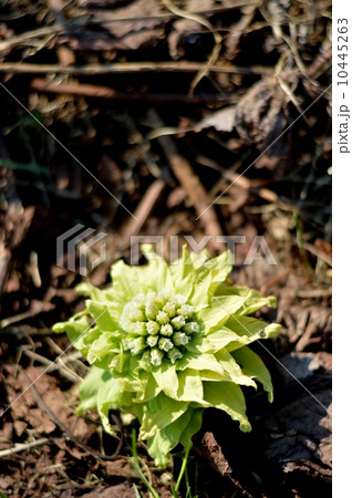 ふきのとう 10445263