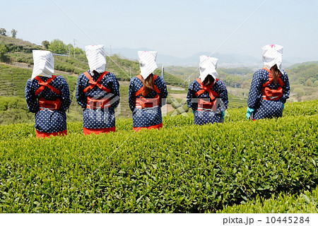 茶摘み娘 10445284