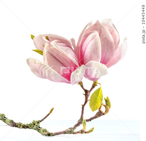 Flowering branch of Magnolia. 10445449
