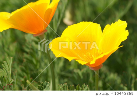 カリフォルニア・ポピー（ビタミンカラーの花菱草） 10445869
