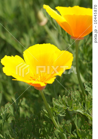 カリフォルニア・ポピー（ビタミンカラーの花菱草） 10445870