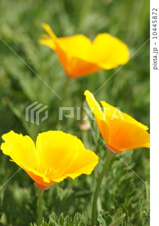 カリフォルニア・ポピー（ビタミンカラーの花菱草） 10445872