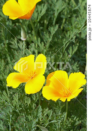 カリフォルニア・ポピー（ビタミンカラーの花菱草） 10445874