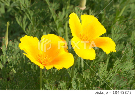 カリフォルニア・ポピー（ビタミンカラーの花菱草） 10445875