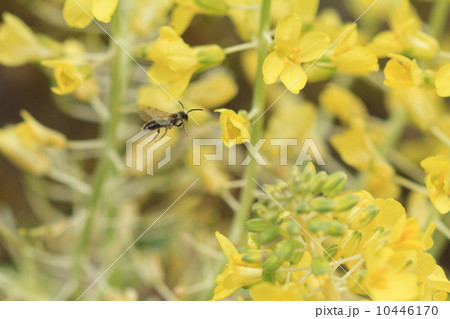 生き物　昆虫　お花畑を飛び回るヒメハナバチの仲間① 10446170