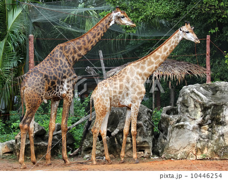 giraffe giraffe 10446254