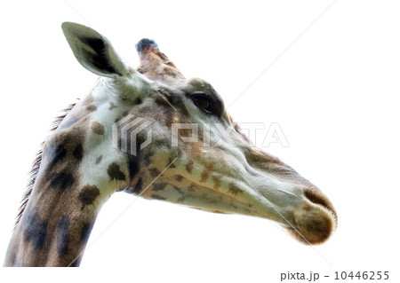 giraffe giraffe 10446255