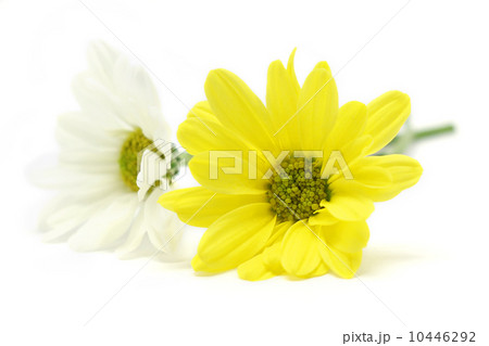 chrysanthemum 10446292
