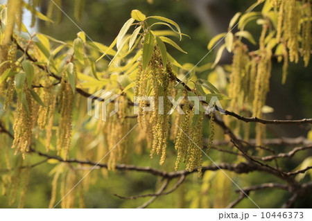 自然　植物　金色に輝くクヌギの雄花 10446373