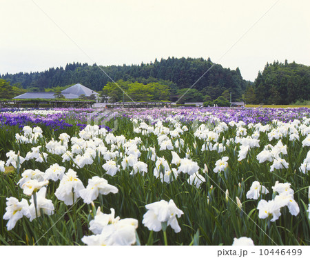 秋田県 小泉潟公園 秋田県 小泉潟公園 10446499