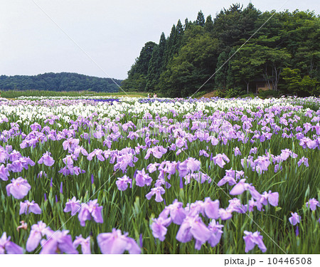 秋田県　小泉潟公園 10446508