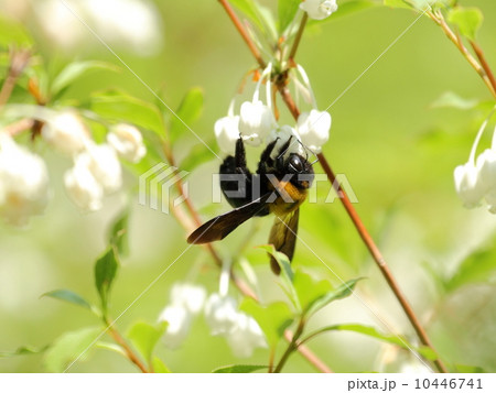 クマバチ クマバチ 10446741