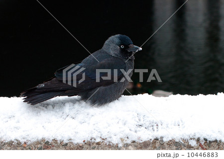 Jackdaw on white snow 10446883