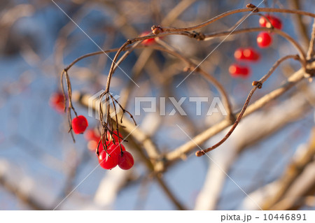 Red viburnum berries in winter 10446891