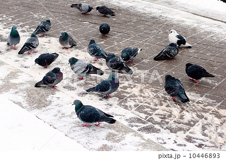 Group of pigeons on snow 10446893