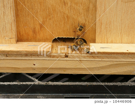 ミツバチのマイホーム ミツバチのマイホーム 10446906